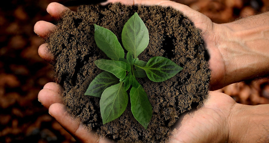 Importance of Sustainability Kitchen and Drinkware